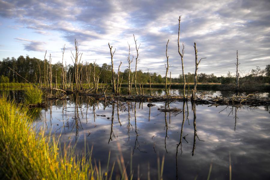 Photographer’s Guide to Louisiana Swamps: Timing, Composition, and Wildlife Opportunities