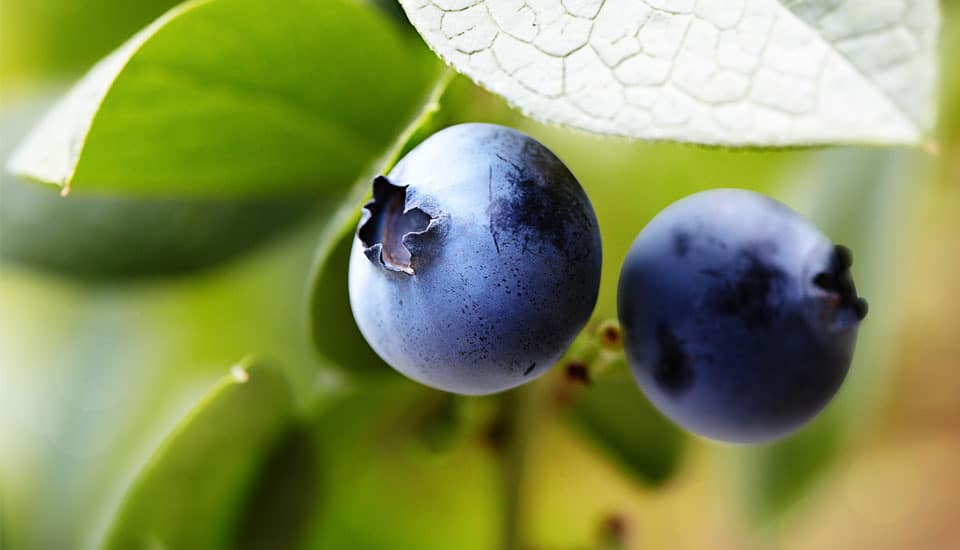 Discover the Power of Pterostilbene at a Premier Functional Medicine Clinic in Toronto