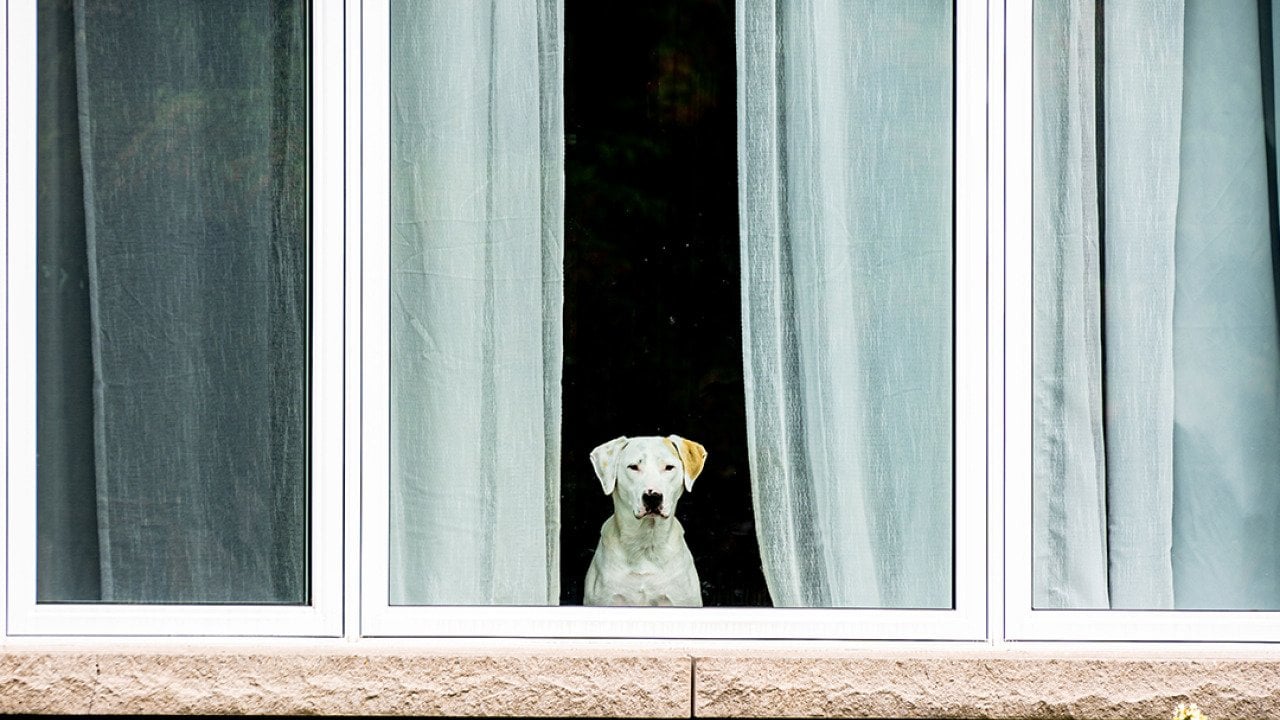 6 signs your dog is feeling lonely