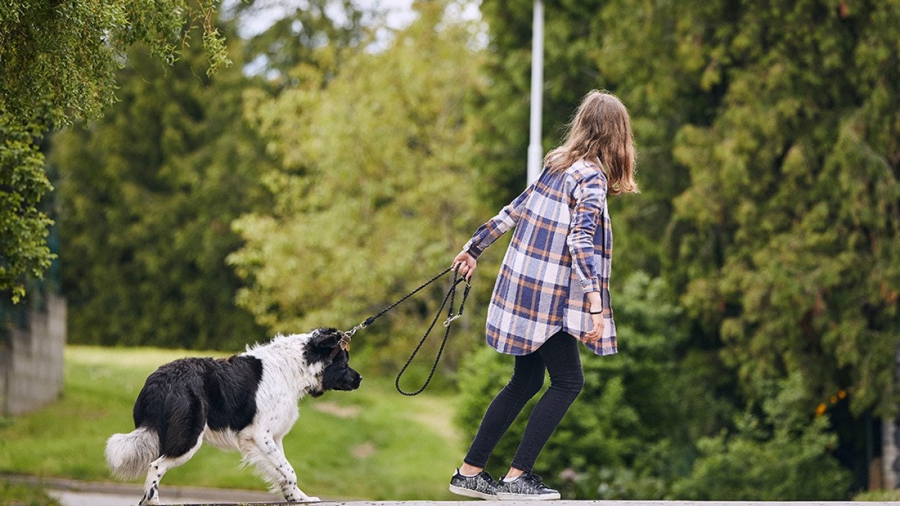 Why your dog suddenly refuses to move in the middle of a walk