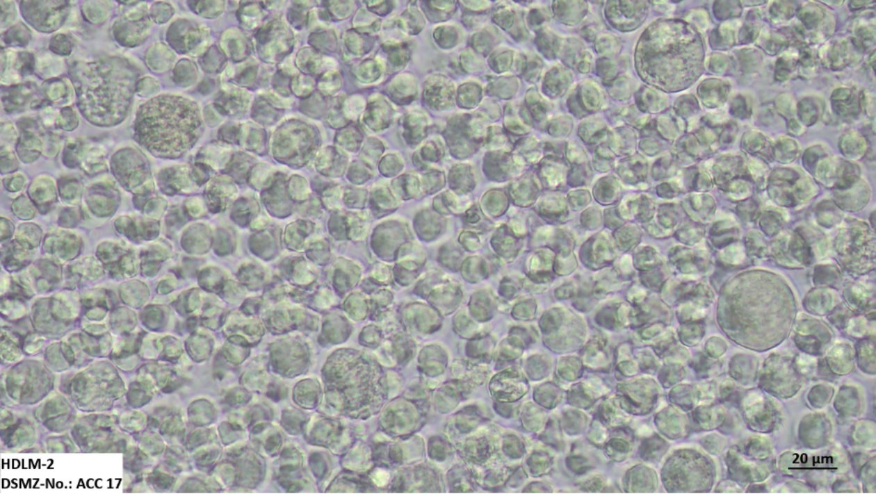 Cell lines for national and international cancer research