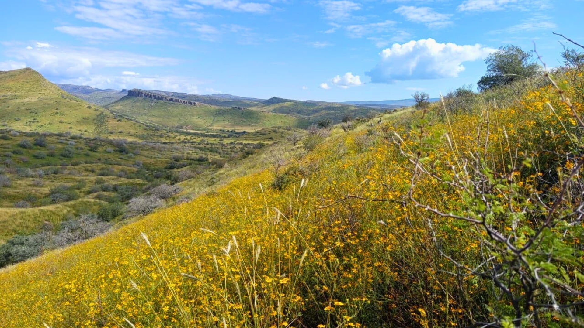 Boomitra Achieves Verra Approval for Northern Mexico Grassland Project, Issuing Record 3.03M Soil Carbon Removal Credits