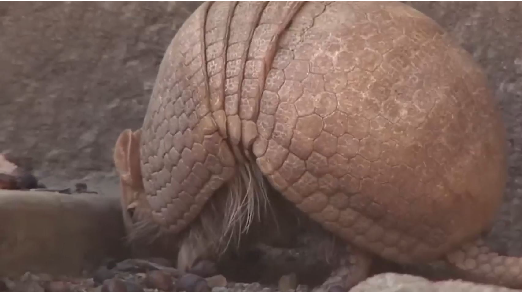 Atlas Termite & Pest Control Expands Armadillo Removal in Norman, OK