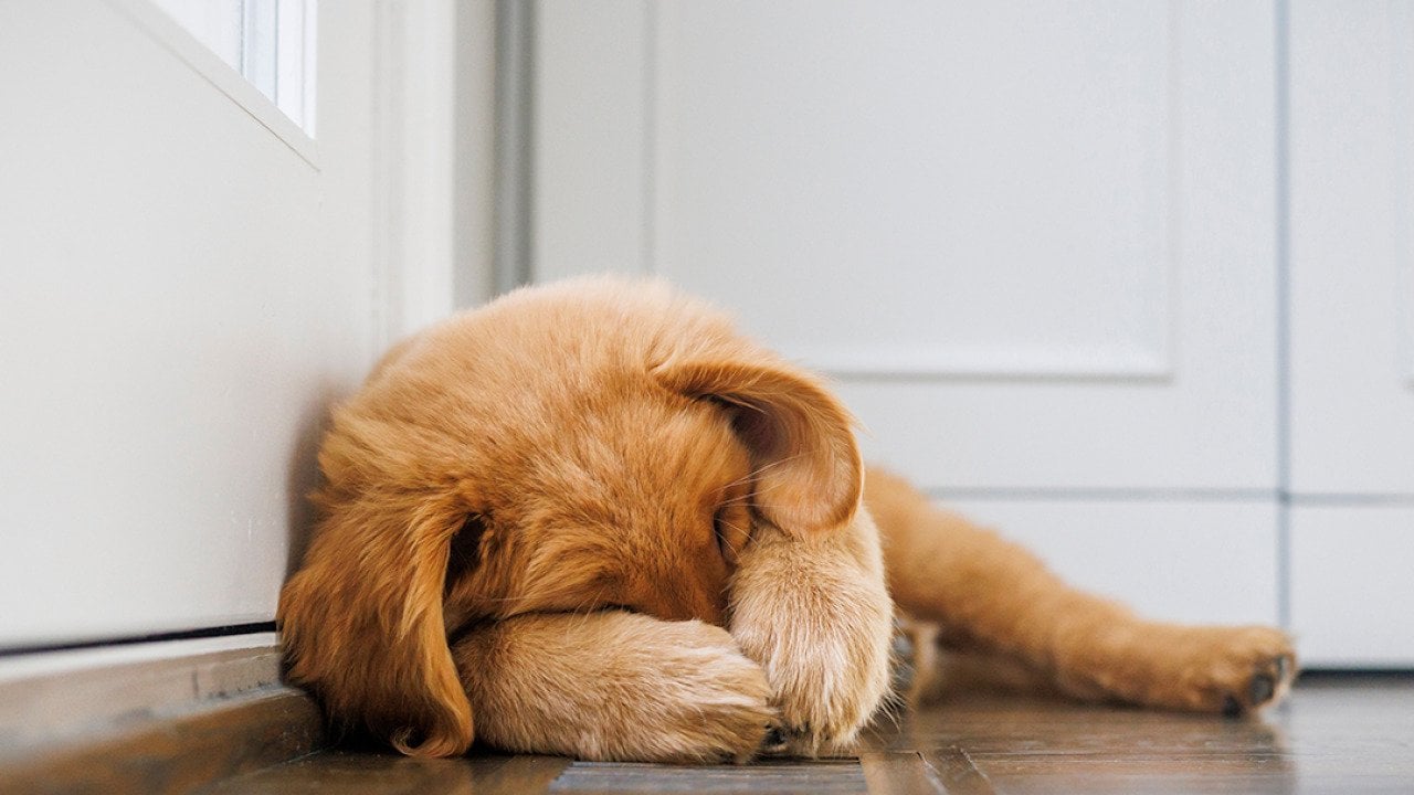 8 ways to prepare your anxious dog for fireworks