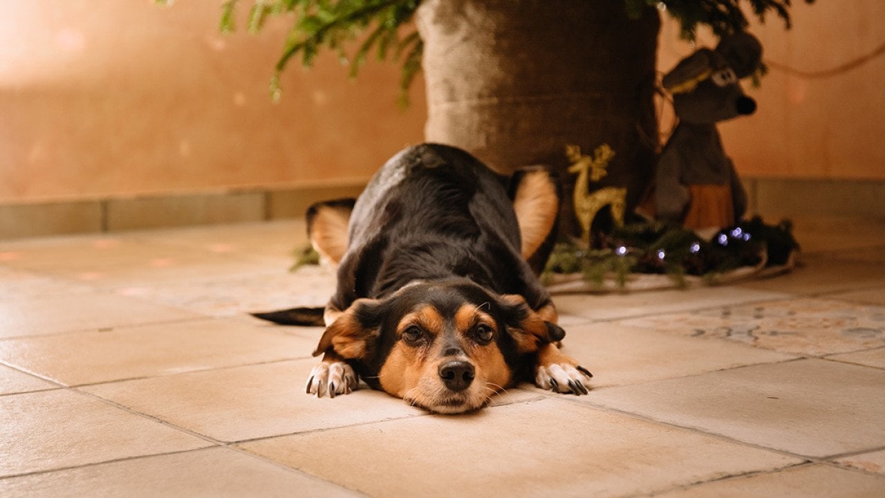 The holidays are prime time for pancreatitis—here’s how to protect your dog