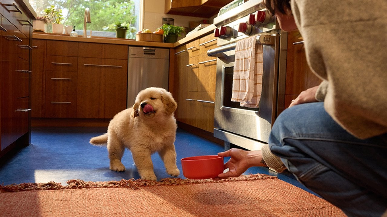 Summer safety tips for dogs