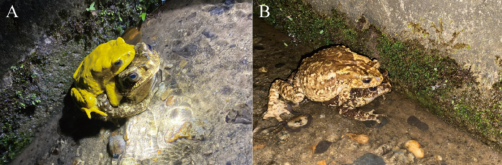 Skewed sex ratios may be rewriting toad courtship